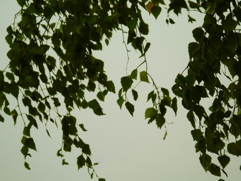 Betula
