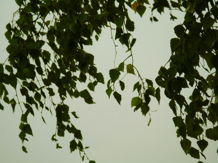 Betula