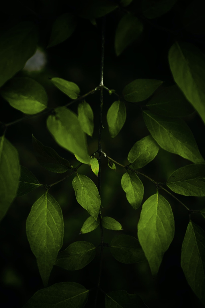 leaf