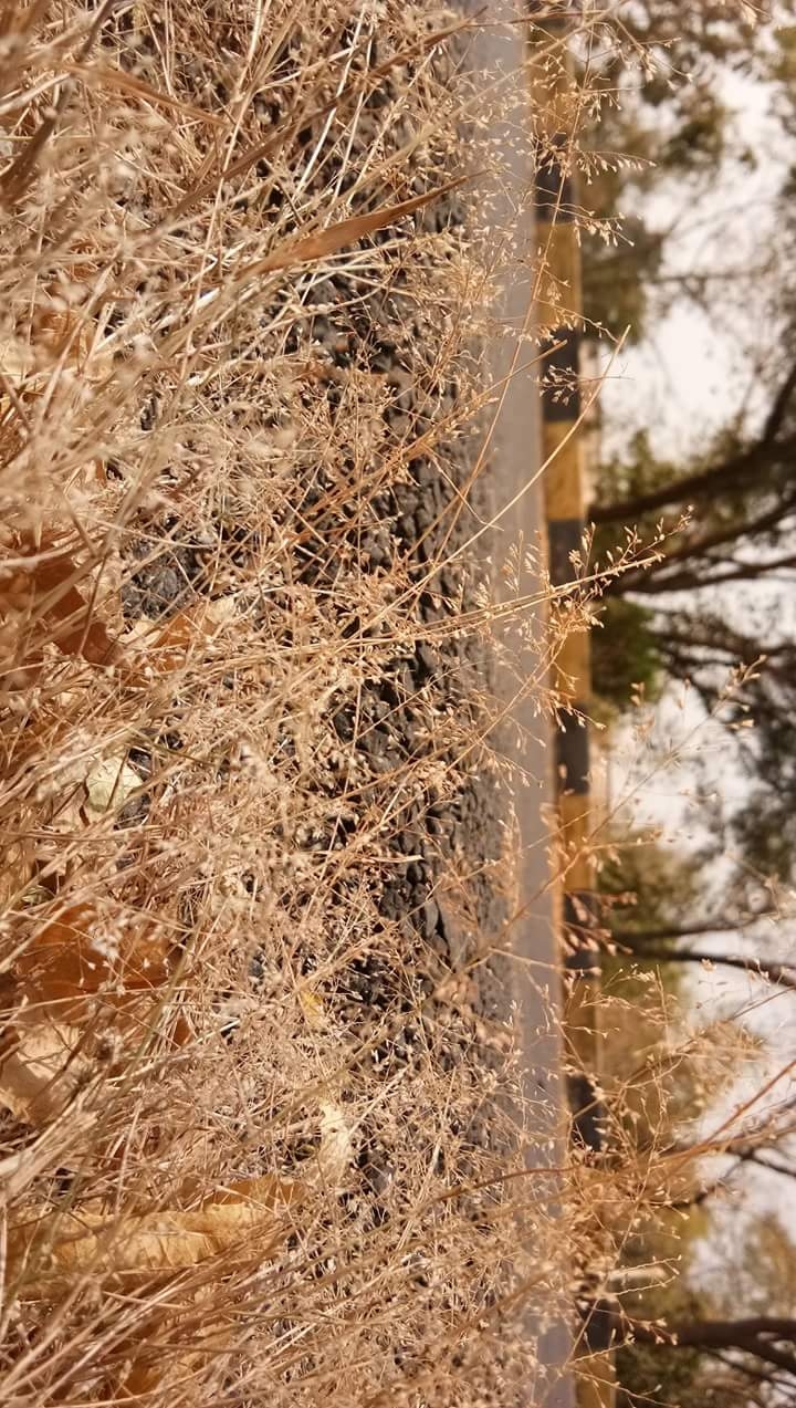 golden grass