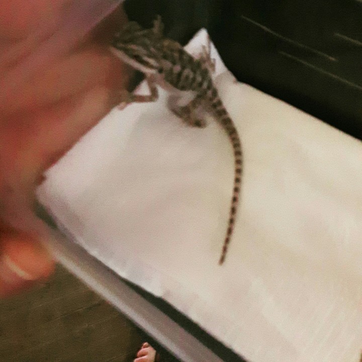 bearded dragon