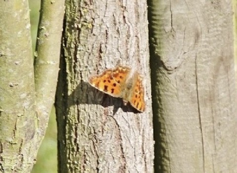шпалери tree, polygonia