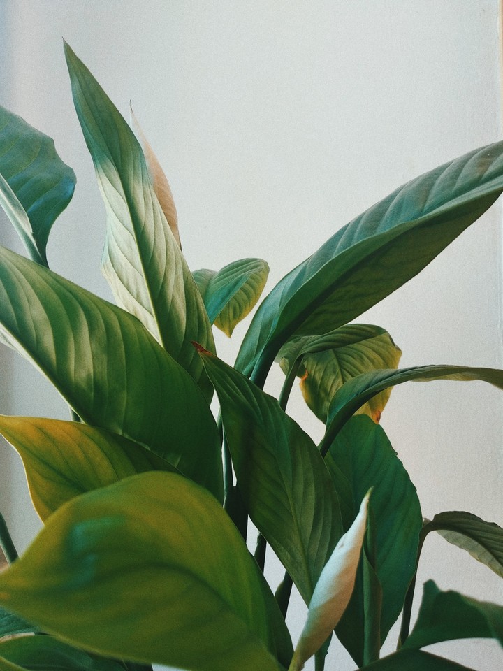 plants))