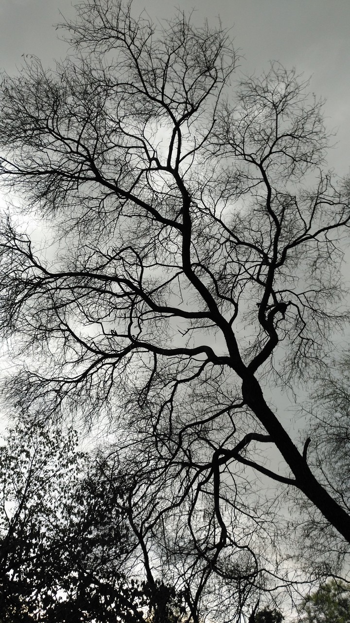 old tree