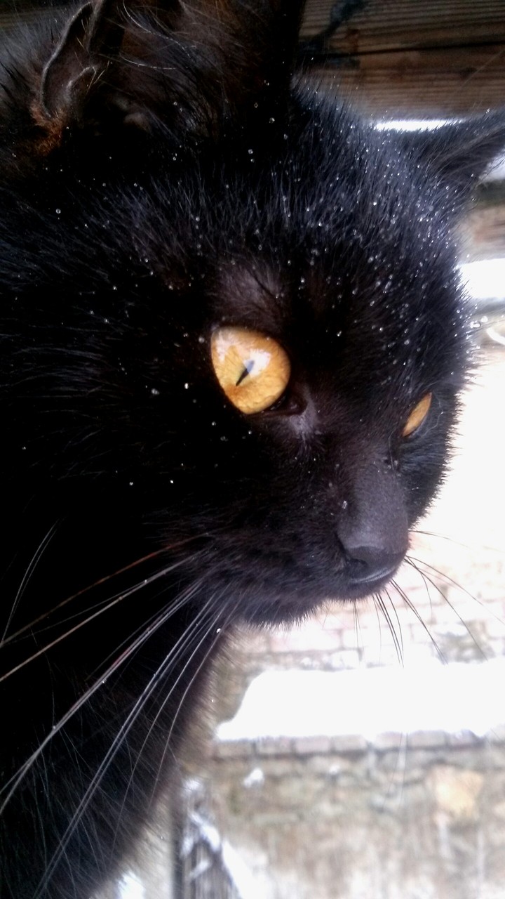 My simple cat