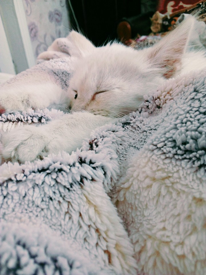 Котик