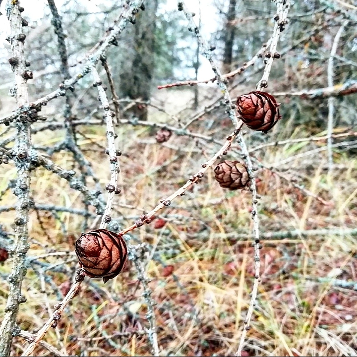 pines