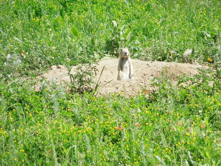 prarie dog