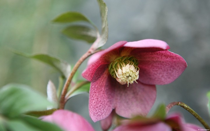 pink flower