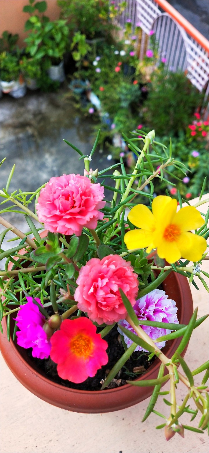 flower