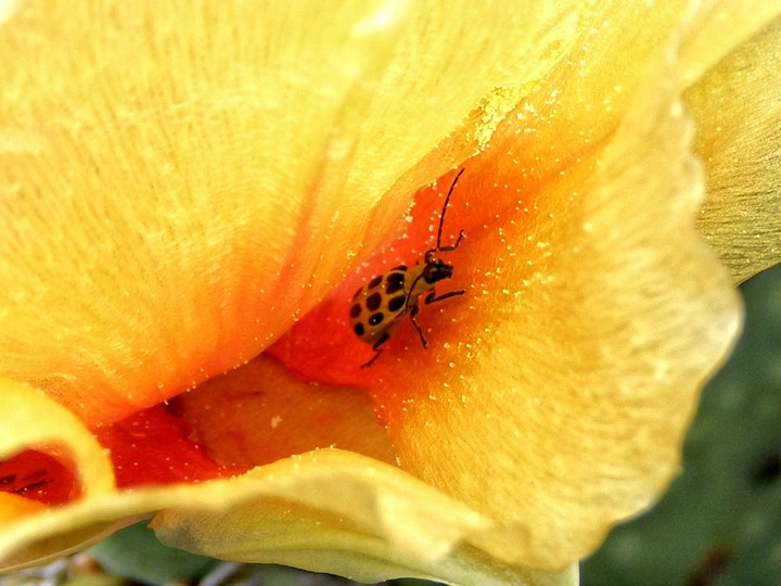 cucumber beetle in cactus flower