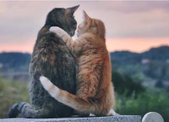 Cats