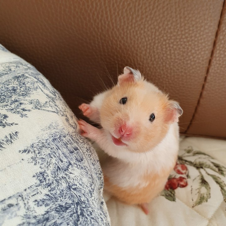행복이