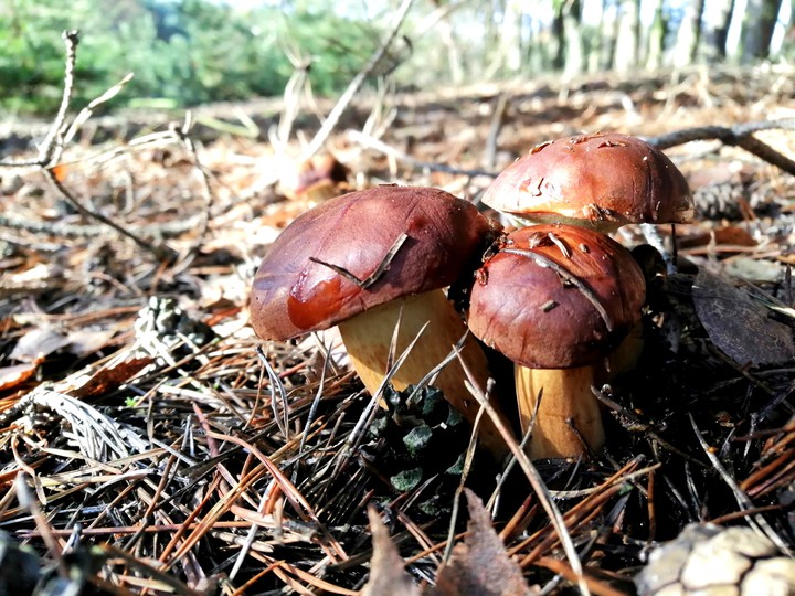 Mushrooms