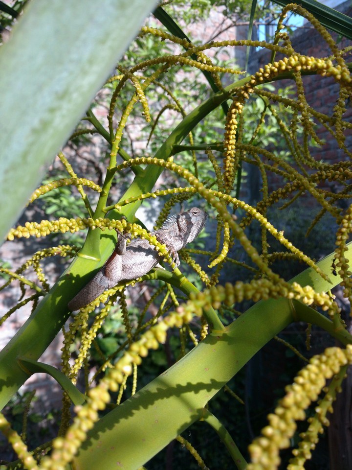 chameleon