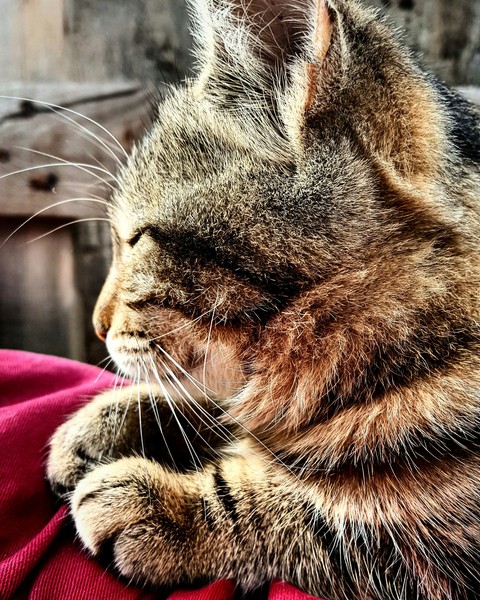 Asleep..