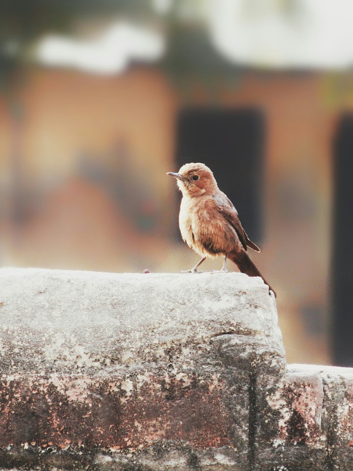 Bird