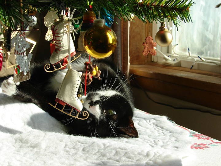 котик и ёлочка
