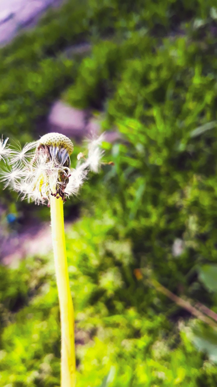 dandelion
