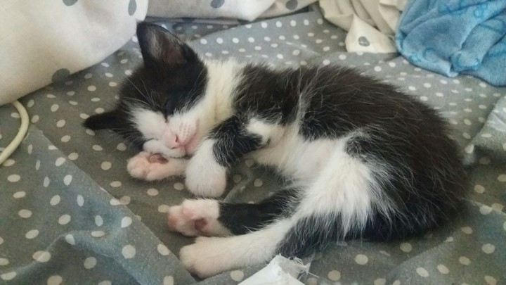 cat