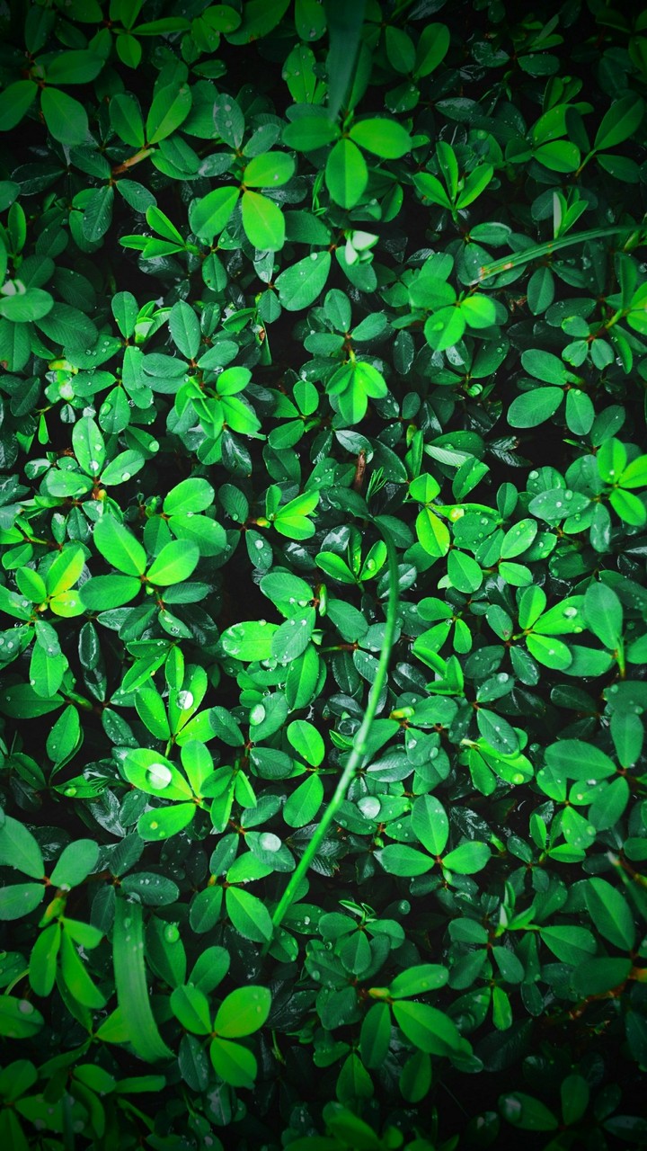 Leaves