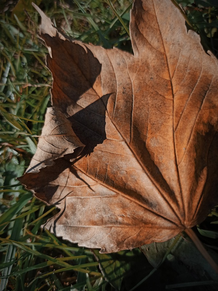 autumn, fall
