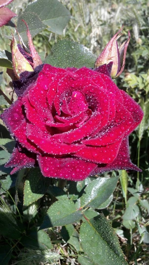 רקעים pink, rose