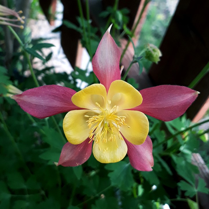 flower