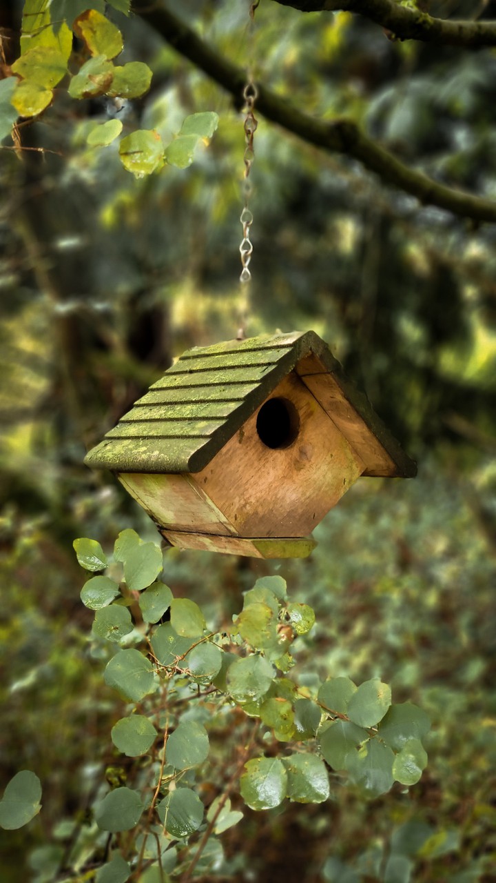 Birdhouse
