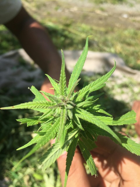 Marijuana