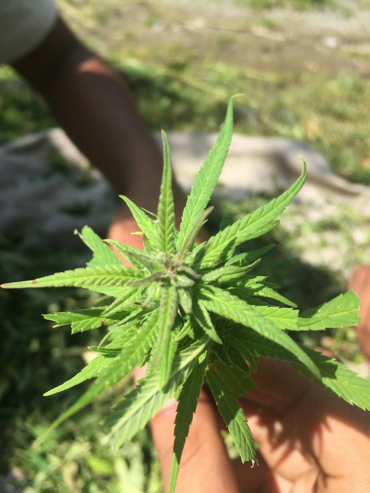 Marijuana