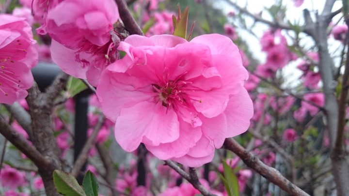 peach flowers