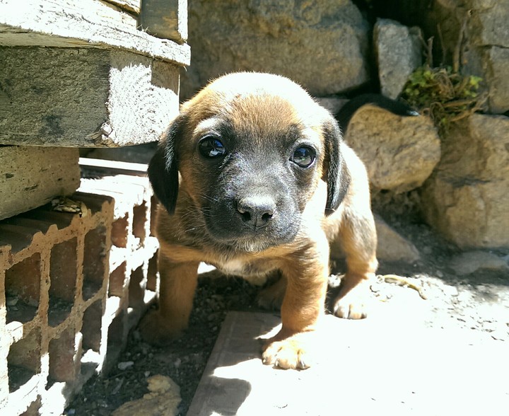 puppy