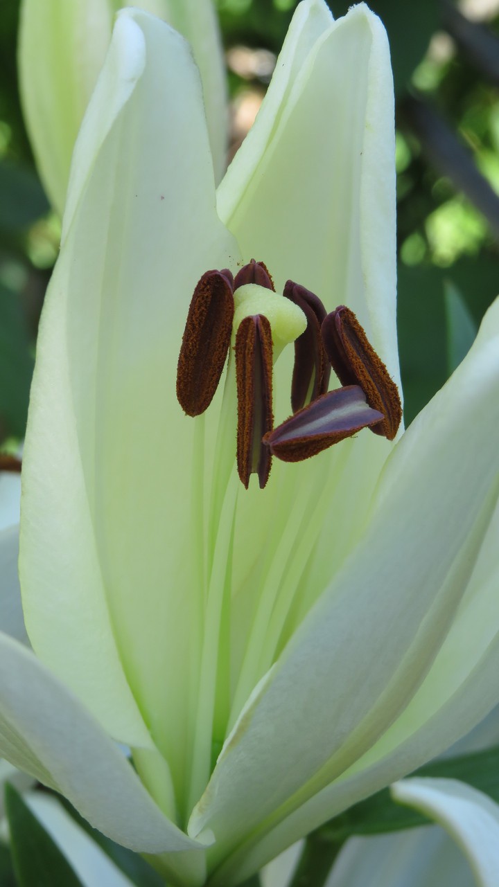 lily