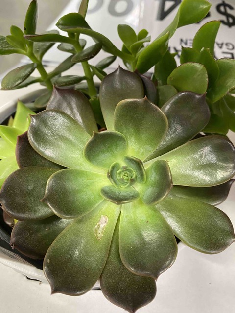 Succulent Planter