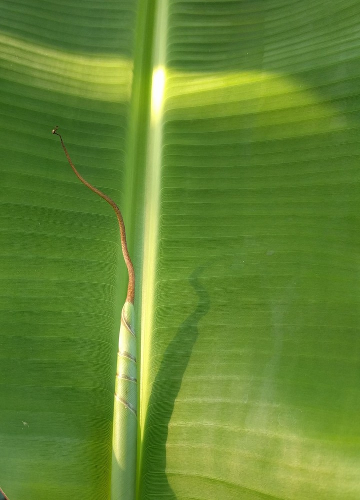 banana leaf