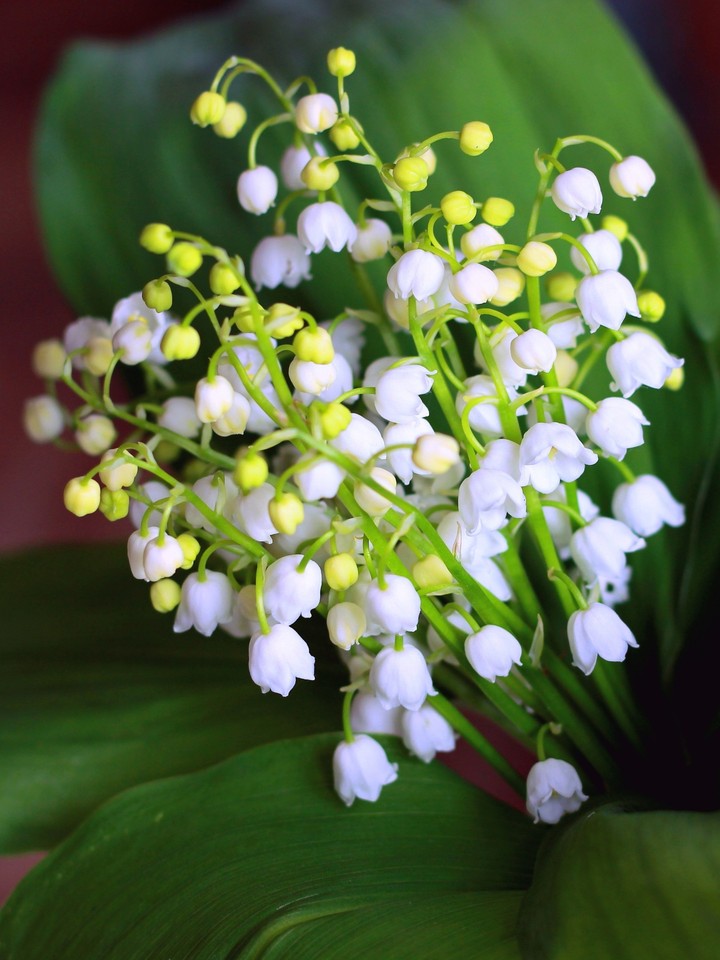 Spring flowers