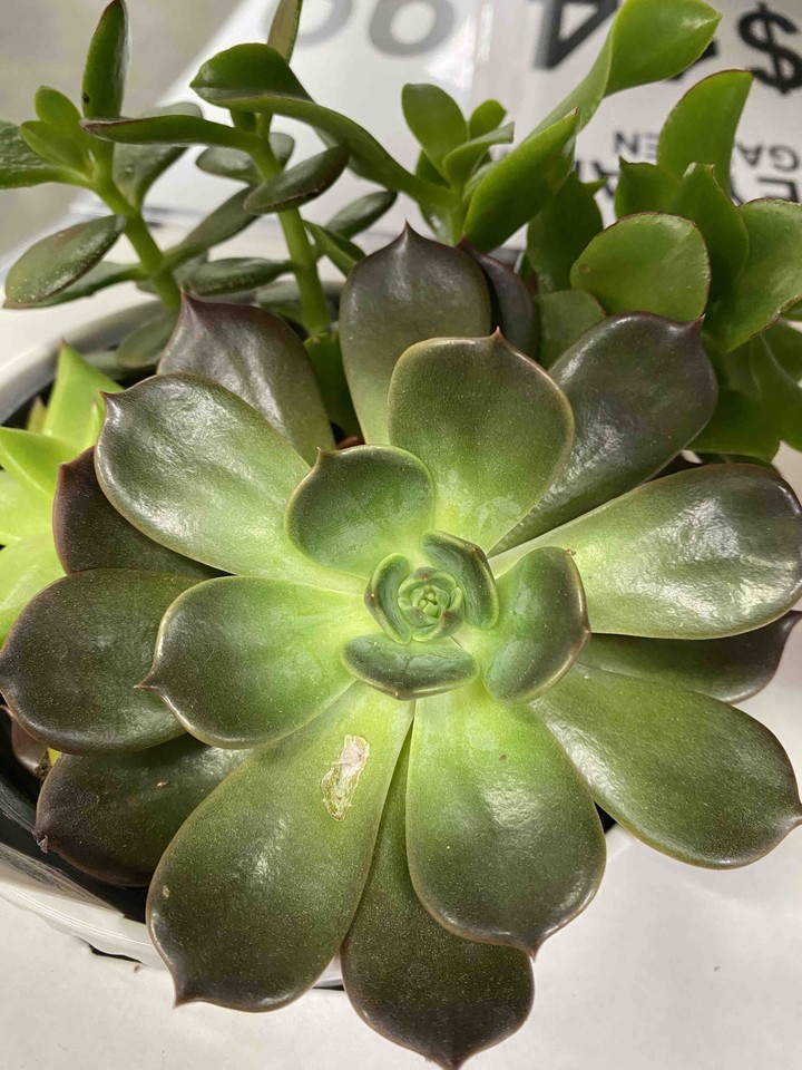 Succulent Planter