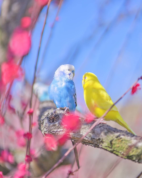 budgies