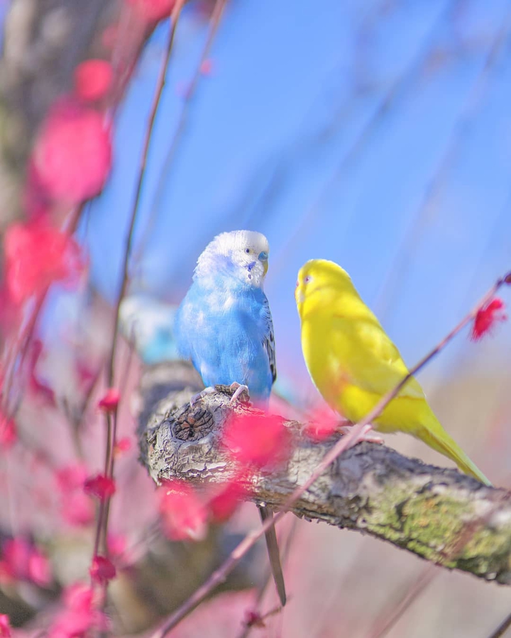 budgies