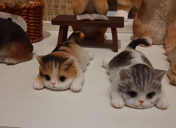 고양이