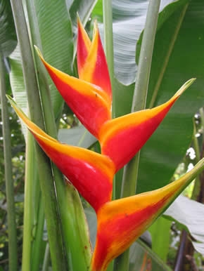 flor con forma de ave
