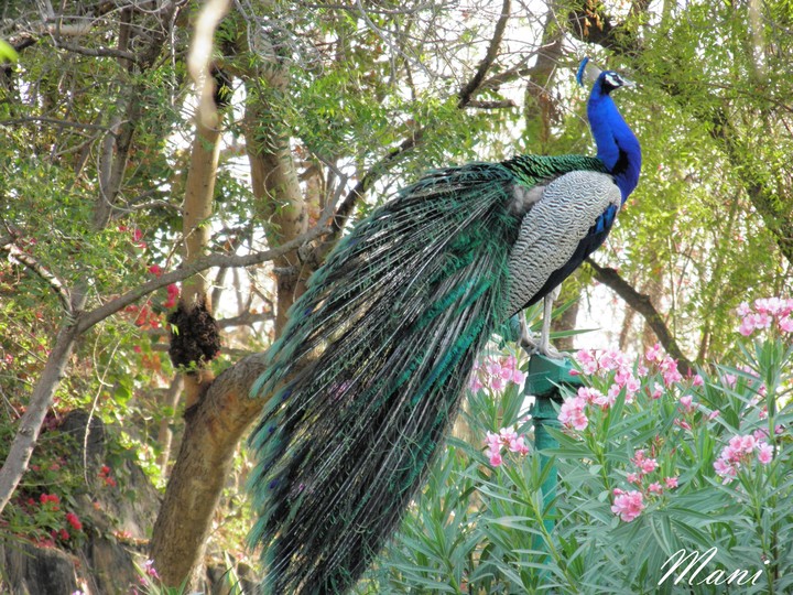 Peacock#