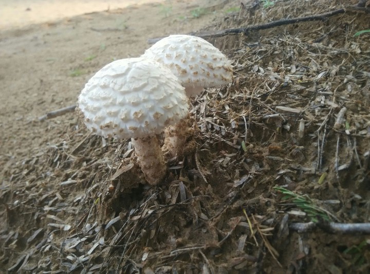 Mushrooms