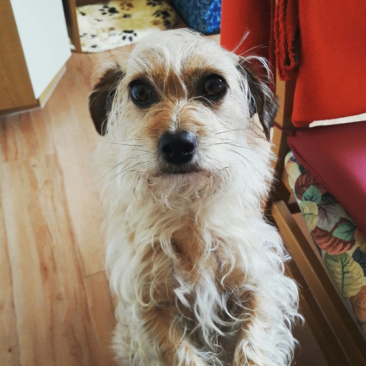 Dog