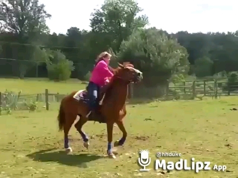 hình nền rein, stallion