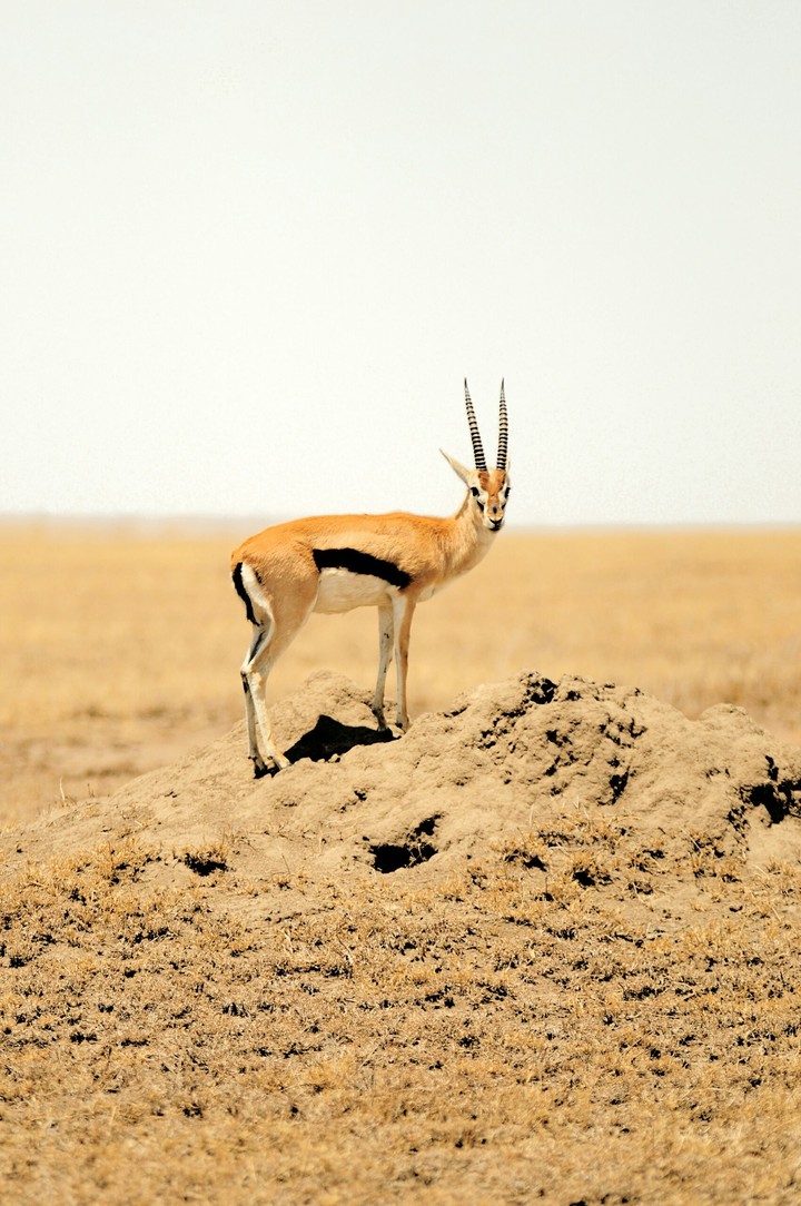 wildlife