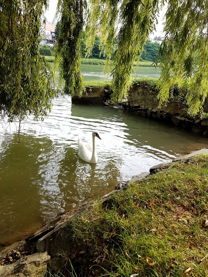 Swan