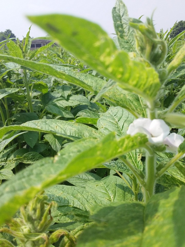 plant