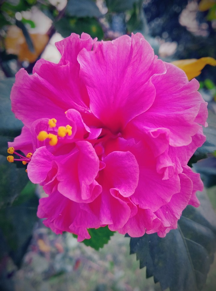 Pink Flower